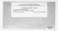 Thecaphora capsularum image
